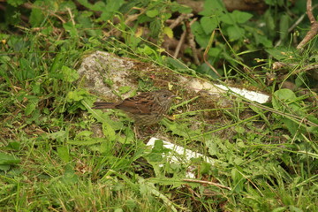 accenteur mouchet juvénile
