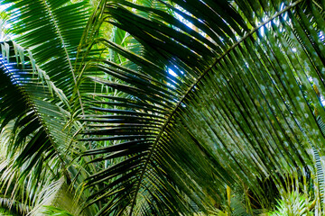 Fototapeta na wymiar Large yellow, green palm leaves inside a forest are making a perfect natural background