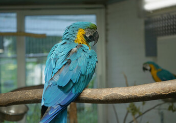 Close up of a macaw