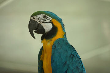 Close up of a macaw