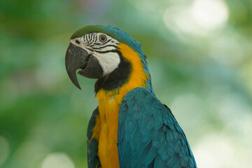 Close up of a macaw