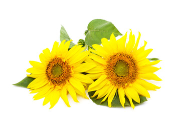 Two yellow sunflowers.