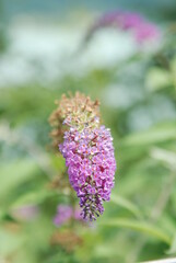 butterfly on a flower