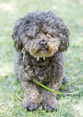 Bichon Poodle Mix Dog. Off-leash dog park in Northern California.