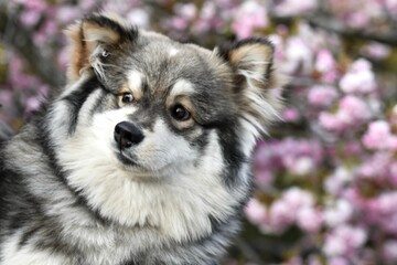 Portrait of a young puppy Finnish Lapphund dog
