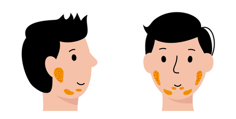 Salivary gland concept