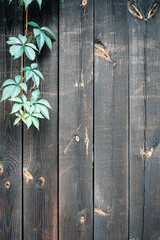 Real natural wood texture. Timber plank surface wall for vintage grunge wallpaper. Old floor wooden pattern with green leaves. Dark grain panel board table with copy space. Abstract natural desk.