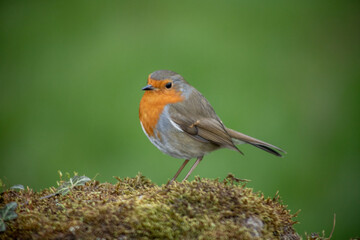 Fototapeta premium Uk Garden bird, the Robin Redbreast on a green background