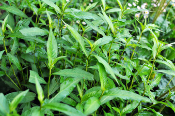 Weeds of Persicaria lapathifolia grow in the field