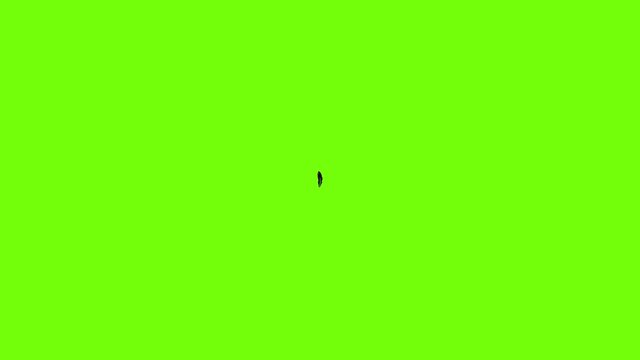 Decorative feather icon animation