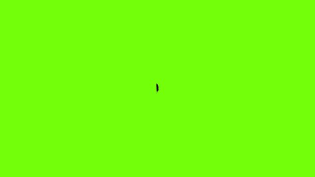 Bohemian feather icon animation