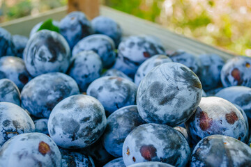 blue ripe plum lies in boxes