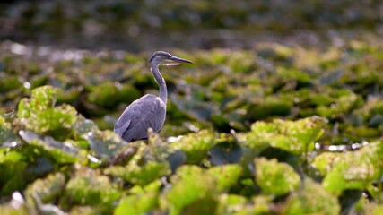 The Gray Heron (Ardea cinerea) is a large rowing bird in the heron family. It is widespread, occurring on all continents of the Eastern Hemisphere.