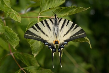 Fruit Swallowtail butterfly Iphiclides podalirius It differs from a similar fennel swallowtail in its drawing, lighter base color, orange eyes and longer spurs.