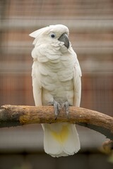 White cockatoo parrot in captivity man.