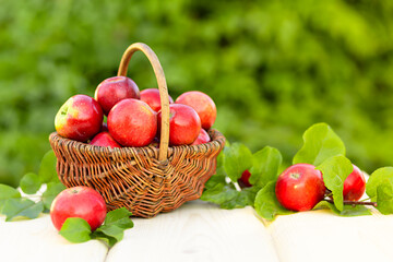 basket with juicy ripe organic red apples with green leaves on wooden background. harvesting in...