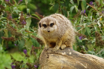 Suricate