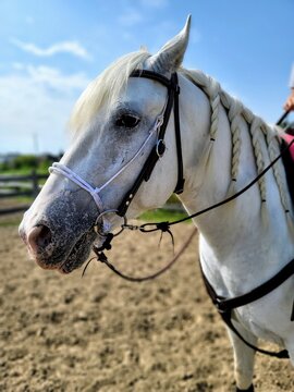 Cheval