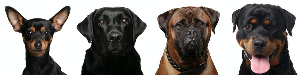 Beautiful dogs in front of a white background