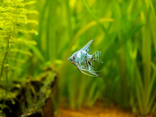 Blue angelfish in tank fish with blurred background (Pterophyllum scalare)