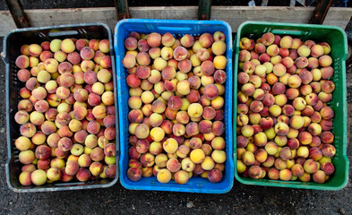 rich in flavor and delicious peaches in plastic boxes in the back of a truck in a popular market at sunrise in south america