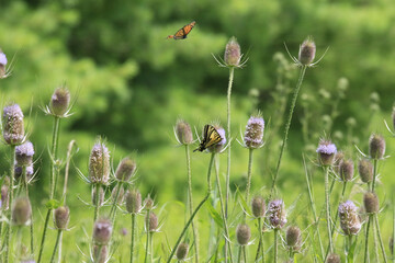 Closeup shot of butterflies flying around teasels - obrazy, fototapety, plakaty