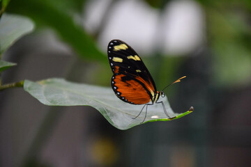 butterfly on a leaf
