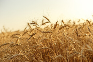 wheat field at sunset