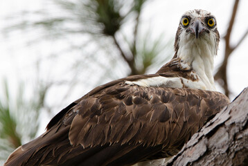 Osprey in Tree