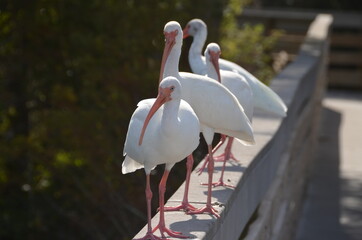 White Ibis