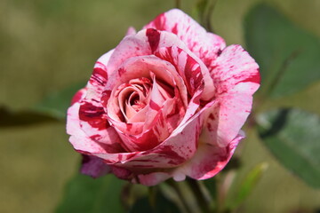 pink and red rose
