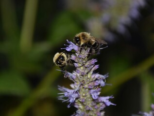 bees on a flower