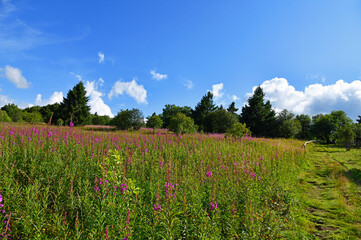Fototapeta premium Die Hohe Rhön mit blühenden Weidenröschen