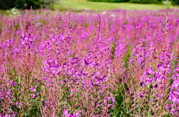 Naklejka premium Die Hohe Rhön mit blühenden Weidenröschen