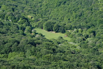 Fototapeta na wymiar A green meadow in the middle of a lush larch forest. Top view, Crimea.
