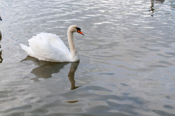 Naklejka premium A white majestic swan floats in front of a wave of water. Young swan in the middle of the water. Drops on a wet head.