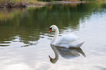A white majestic swan floats in front of a wave of water. Young swan in the middle of the water. Drops on a wet head.