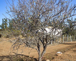 A plantation of almond trees in the field.