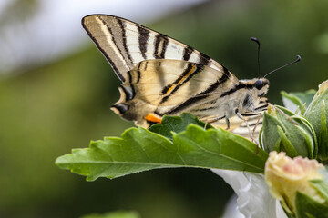 Allassac (Corrèze, France) - Vue macroscopique d'un papillon flambé