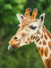 Cute giraffe portrait with tongue lolling out.