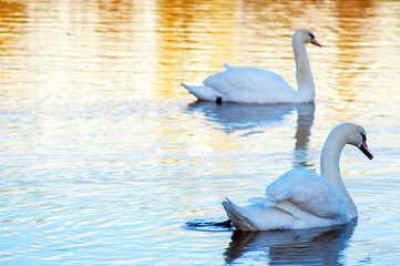 white swans group on the lake swim well under the bright sun