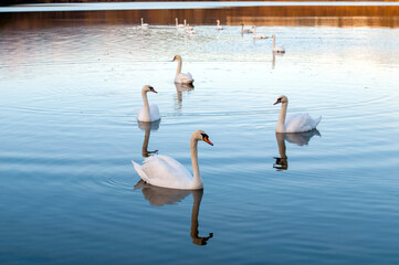 white swans group on the lake swim well under the bright sun