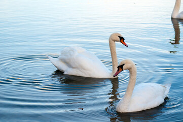white swans group on the lake swim well under the bright sun