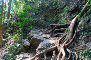 Fototapeta premium 東京都西多摩郡奥多摩町、埼玉県飯能市にある棒ノ折山で登山する風景 Scenery of climbing at Mount Bouno-oreyama in Okutama Town, Nishitama County, Tokyo and Hanno City, Saitama Prefecture.