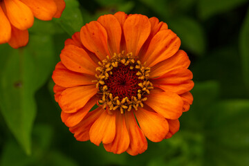 Close Up Macro Orange Zinnia Flower