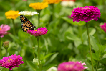 Monarch Butterfly On Bright Pink Zinnia Flower