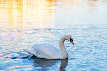 Fototapeta premium A white majestic swan floats in front of a wave of water. Young swan in the middle of the water. Drops on a wet head.
