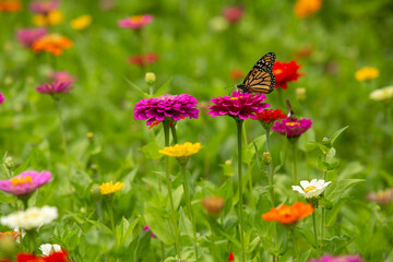Pink Zinnia Flower With Orange Monarch Butterfly