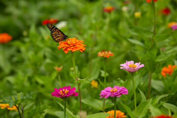 Orange Monarch Butterfly Sits On Zinnia Flower