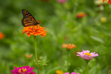 Close Up Orange Zinnia Flower With Monarch Butterfly